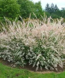 Japanese Dappled Nishiki Willow Live Plant – 4 inch Pot – Variegated Shrub – Zones 4-9 - Image 5