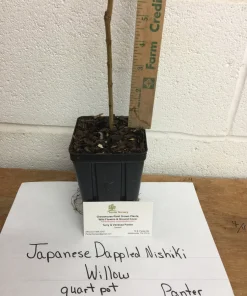 Japanese Dappled Nishiki Willow Live Plant – 4 inch Pot – Variegated Shrub – Zones 4-9 - Image 7
