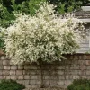 Japanese Dappled Nishiki Willow Live Plant – 4 inch Pot – Variegated Shrub – Zones 4-9 - Image 1