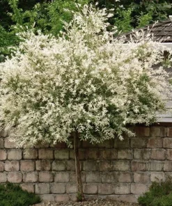Japanese Dappled Nishiki Willow Live Plant – 4 inch Pot – Variegated Shrub – Zones 4-9 - Image 1