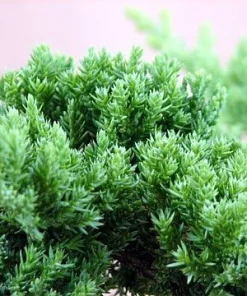 Japanese Juniper Bonsai Live Plant – 2.5 inch Pot – Indoor/Outdoor Evergreen - Image 2