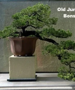 Japanese Juniper Bonsai Live Plant – 2.5 inch Pot – Indoor/Outdoor Evergreen - Image 3