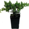 Japanese Juniper Bonsai Live Plant – 2.5 inch Pot – Indoor/Outdoor Evergreen - Image 1