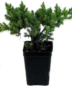 Japanese Juniper Bonsai Live Plant – 2.5 inch Pot – Indoor/Outdoor Evergreen - Image 1