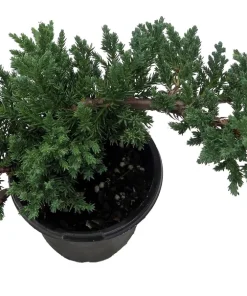 Japanese Juniper Bonsai Tree - Live Plant - 4" Pot - Juniperus procumbens nana - Image 2