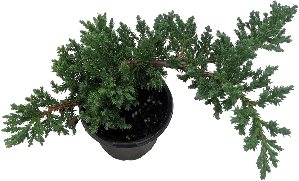 Japanese Juniper Bonsai Tree - Live Plant - 4" Pot - Juniperus procumbens nana - Image 2