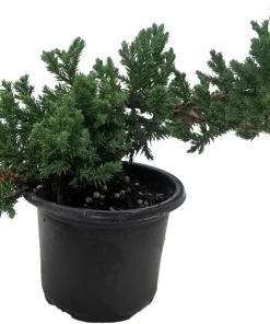 Japanese Juniper Bonsai Tree - Live Plant - 4