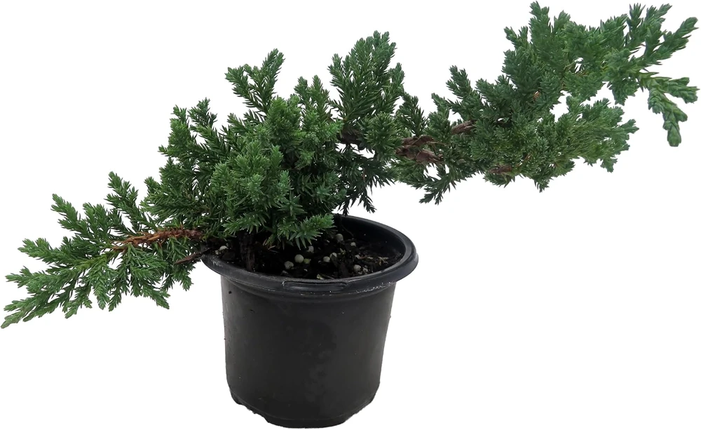 Japanese Juniper Bonsai Tree - Live Plant - 4" Pot - Juniperus procumbens nana - Image 3