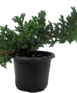 Japanese Juniper Bonsai Tree - Live Plant - 4