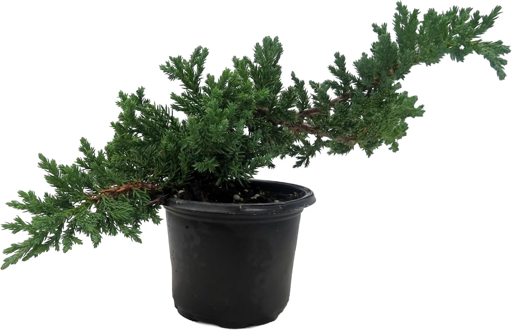 Japanese Juniper Bonsai Tree - Live Plant - 4" Pot - Juniperus procumbens nana - Image 4