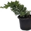Japanese Juniper Bonsai Tree - Live Plant - 4" Pot - Juniperus procumbens nana - Image 1