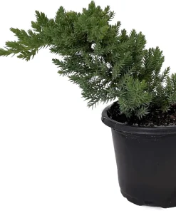 Japanese Juniper Bonsai Tree - Live Plant - 4