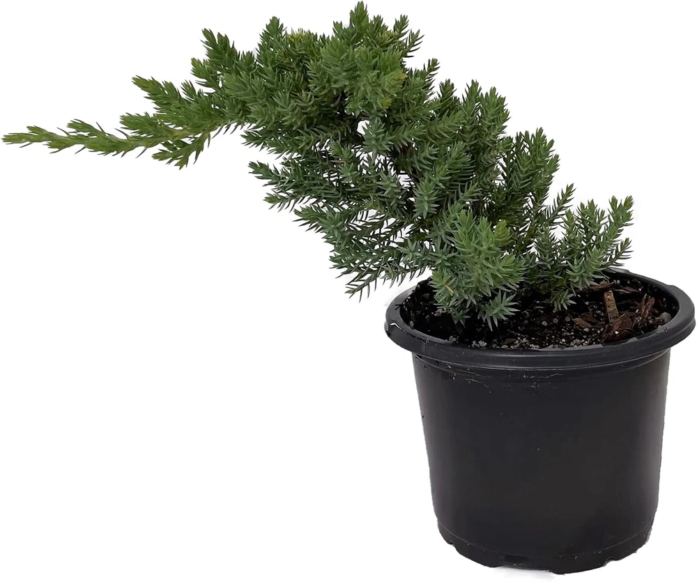 Japanese Juniper Bonsai Tree - Live Plant - 4" Pot - Juniperus procumbens nana - Image 1