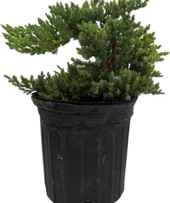 Japanese Juniper Bonsai Tree Live Plant - Juniperus procumbens Nana - 6 inch Pot - Image 2
