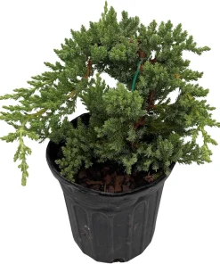 Japanese Juniper Bonsai Tree Live Plant - Juniperus procumbens Nana - 6 inch Pot - Image 3