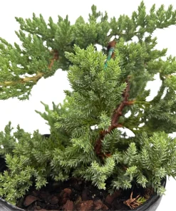 Japanese Juniper Bonsai Tree Live Plant - Juniperus procumbens Nana - 6 inch Pot - Image 4