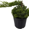 Japanese Juniper Bonsai Tree Live Plant - Juniperus procumbens Nana - 6 inch Pot - Image 1