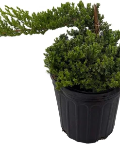 Japanese Juniper Bonsai Tree Live Plant - Juniperus procumbens Nana - 6 inch Pot - Image 1