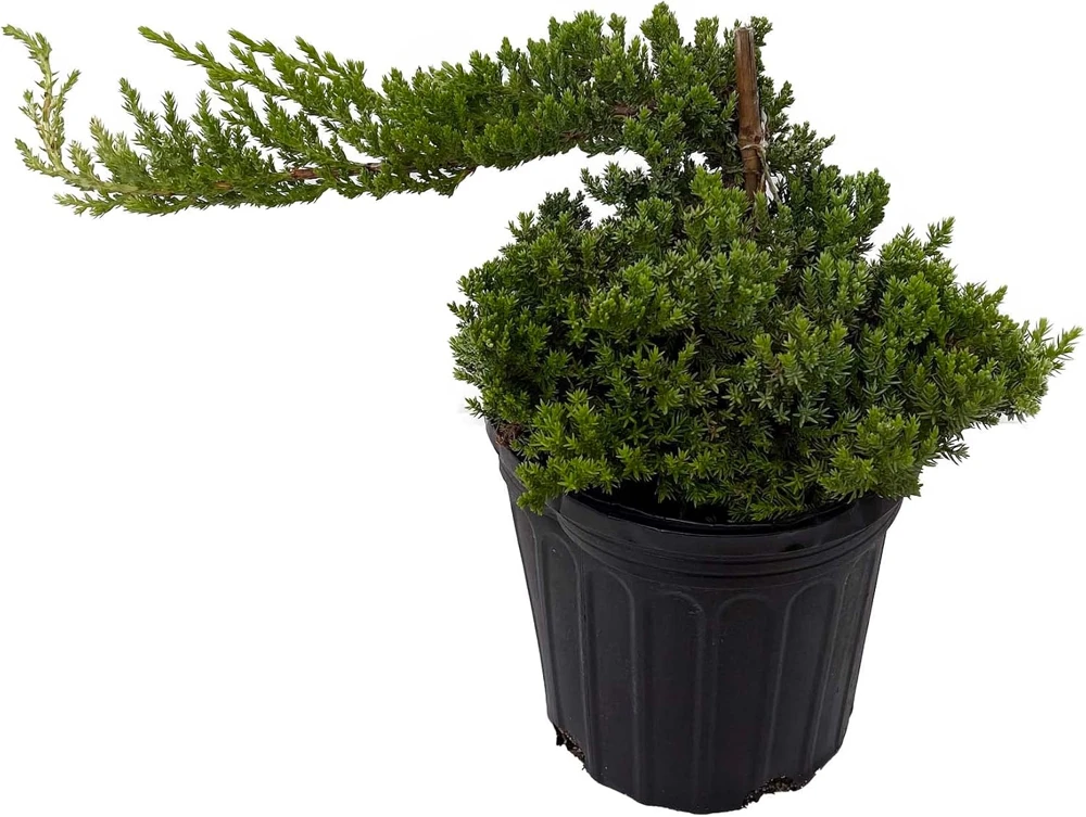 Japanese Juniper Bonsai Tree Live Plant - Juniperus procumbens Nana - 6 inch Pot - Image 1
