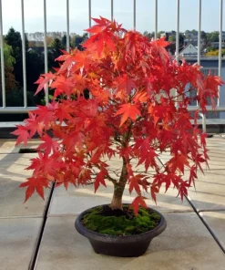 Japanese Maple Bonsai Tree Live Plant or Seeds - Acer palmatum - Indoor/Outdoor - Image 2