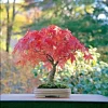 Japanese Maple Bonsai Tree Live Plant or Seeds - Acer palmatum - Indoor/Outdoor - Image 1