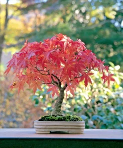 Japanese Maple Bonsai Tree Live Plant or Seeds - Acer palmatum - Indoor/Outdoor - Image 1