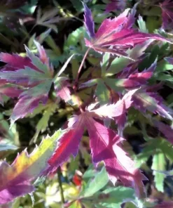 Japanese Maple Live Plant - Acer palmatum - 4 inch Pot - Changing Foliage - Image 2