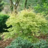 Japanese Maple Live Plant - Acer palmatum - 4 inch Pot - Changing Foliage - Image 1