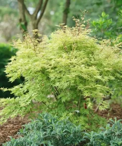 Japanese Maple Live Plant - Acer palmatum - 4 inch Pot - Changing Foliage - Image 1