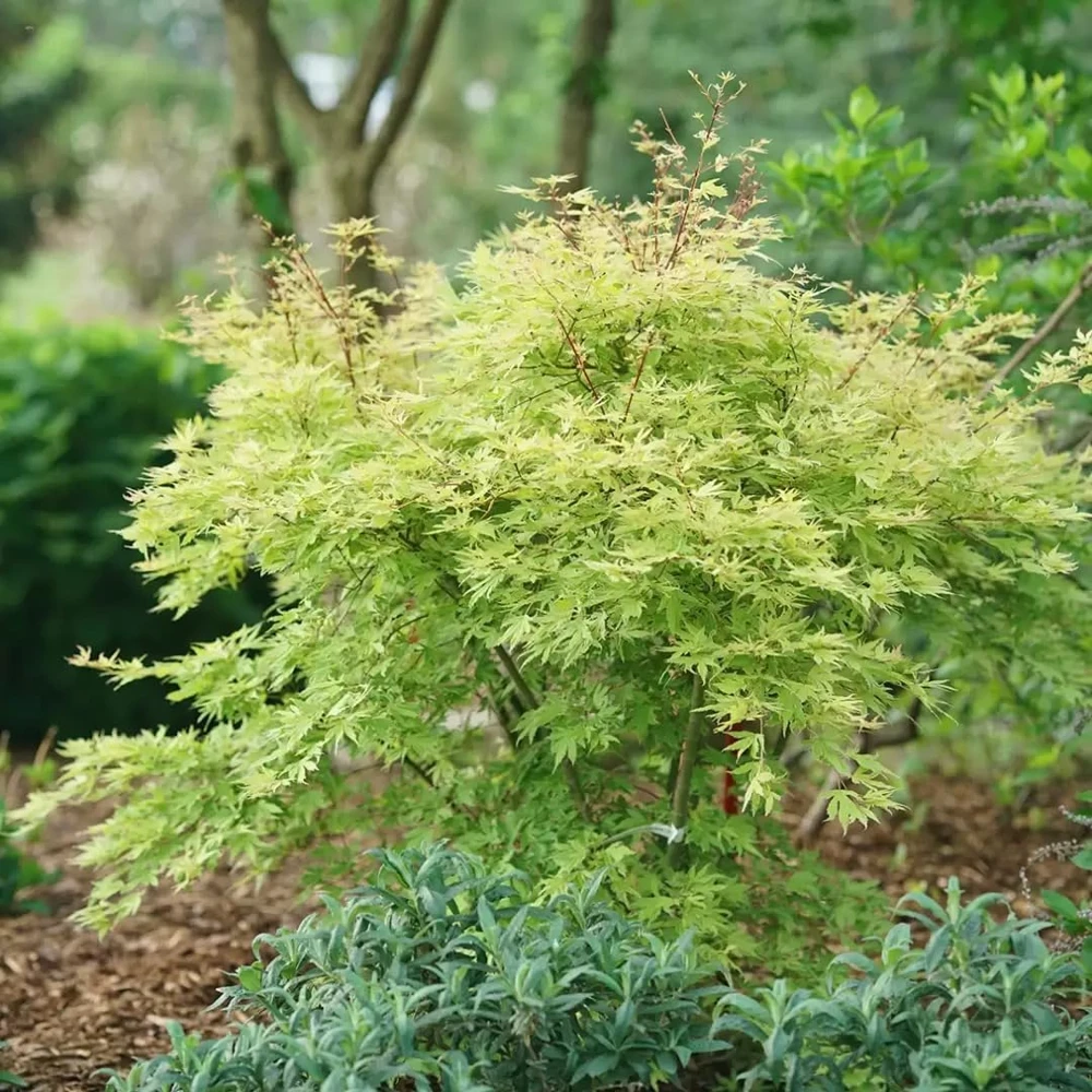 Japanese Maple Live Plant - Acer palmatum - 4 inch Pot - Changing Foliage - Image 1