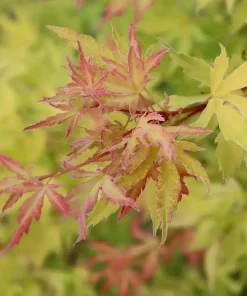 Japanese Maple Live Plant - Acer palmatum - 4 inch Pot - Changing Foliage - Image 3