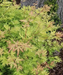 Japanese Maple Live Plant - Acer palmatum - 4 inch Pot - Changing Foliage - Image 4