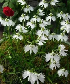 Japanese Radiata White Egret Orchid Flower Seeds - 50 Pcs - Perennial, Indoor/Outdoor - Image 2