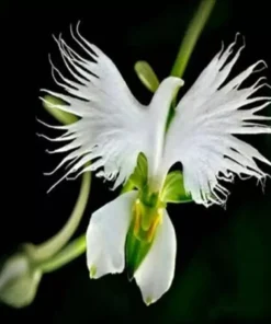 Japanese Radiata White Egret Orchid Flower Seeds - 50 Pcs - Perennial, Indoor/Outdoor - Image 3
