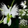 Japanese Radiata White Egret Orchid Flower Seeds - 50 Pcs - Perennial, Indoor/Outdoor - Image 1