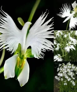 Japanese Radiata White Egret Orchid Flower Seeds - 50 Pcs - Perennial, Indoor/Outdoor - Image 1