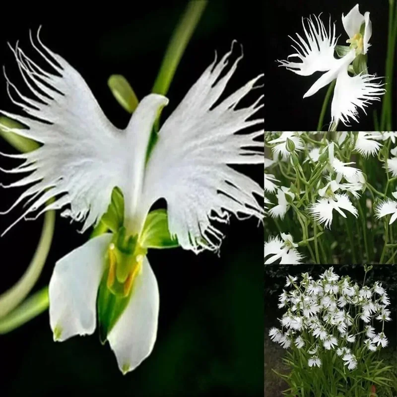 Japanese Radiata White Egret Orchid Flower Seeds - 50 Pcs - Perennial, Indoor/Outdoor - Image 1