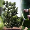 Japanese Raisin Tree Seeds - Hovenia dulcis - 10 Seeds - Hardy Zones 5-9 - Image 1