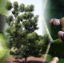 Japanese Raisin Tree Seeds - Hovenia dulcis - 10 Seeds - Hardy Zones 5-9 - Image 1
