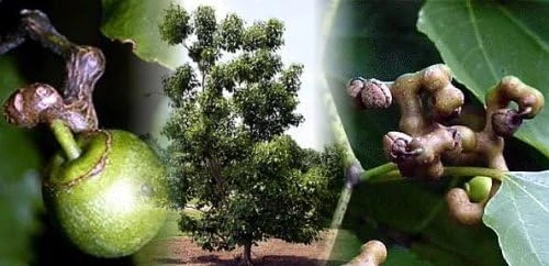 Japanese Raisin Tree Seeds - Hovenia dulcis - 10 Seeds - Hardy Zones 5-9 - Image 1