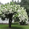 Japanese Snowball Bush Live Plant - 6-12" Tall Viburnum Plicatum, 2.5" Pot - Image 1