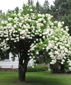 Japanese Snowball Bush Live Plant - 6-12