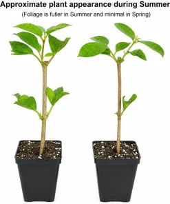Japanese Snowball Bush Live Plant - 6-12