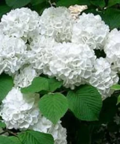 Japanese Snowball Bush Live Plant - 6-12