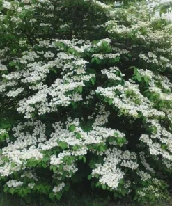 Japanese Snowball Bush Live Plant - 6-12