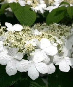 Japanese Snowball Bush Live Plant - 6-12