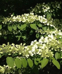 Japanese Snowball Bush Live Plant - 6-12