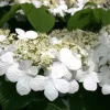 Japanese Snowball Viburnum Live Plant – 6-12" Tall, 3" Pot, Outdoor Shrub - Image 1