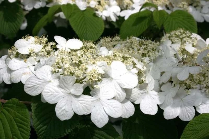 Japanese Snowball Viburnum Live Plant – 6-12" Tall, 3" Pot, Outdoor Shrub - Image 1