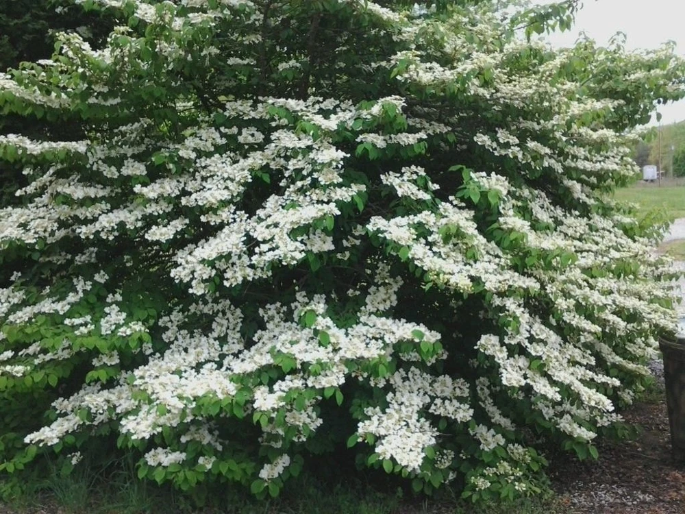Japanese Snowball Viburnum Live Plant – 6-12" Tall, 3" Pot, Outdoor Shrub - Image 2